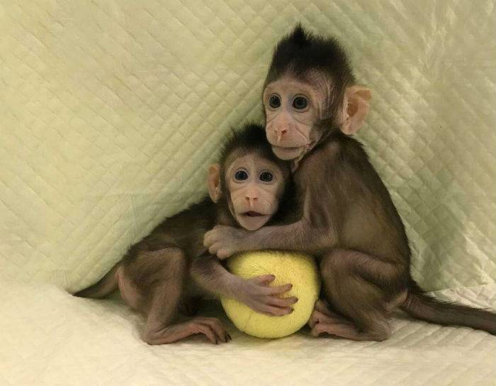 Maimuțele Rhesus au conștiință umană. Au puterea de a prelua conducerea Terrei