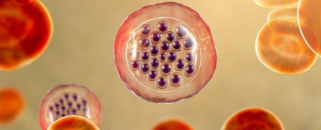 Oamenii ar putea fi atât de bolnavi pentru că am evoluat pentru a evita o singură  boală devastatoare