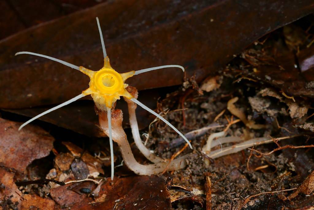 Despre frumusețea unor plante care au dispărut