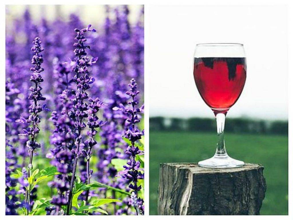 Lavanda și beneficiile vinului de lavandă. O modalitate simplă de a-ți calma starea de agitație din corp