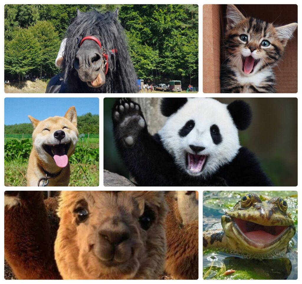 4 octombrie. Sărbătorim astăzi Ziua internațională a animalelor