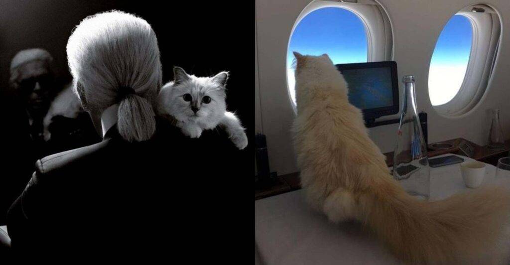 Choupette - cea mai iubită pisică din lumea modei. A moștenit averea lui Karl Lagerfeld, dar era milionară de dinainte