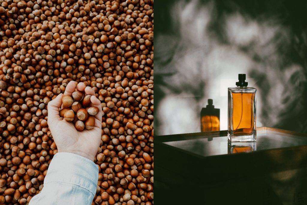 Uleiul esențial de alune reprezintă unul dintre cele mai iubite ingrediente ale maeștrilor parfumieri