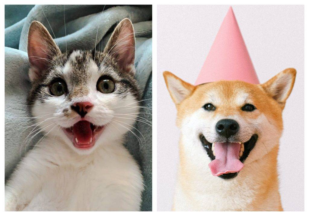 ziua animalelor de companie