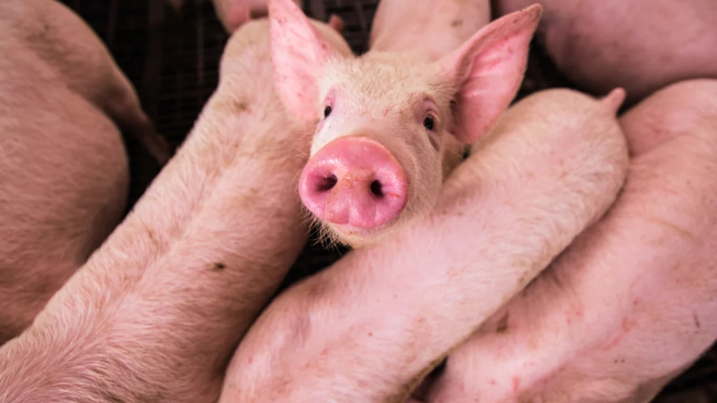 Creșterea prețurilor la carnea de porc și dependenta de importuri în România