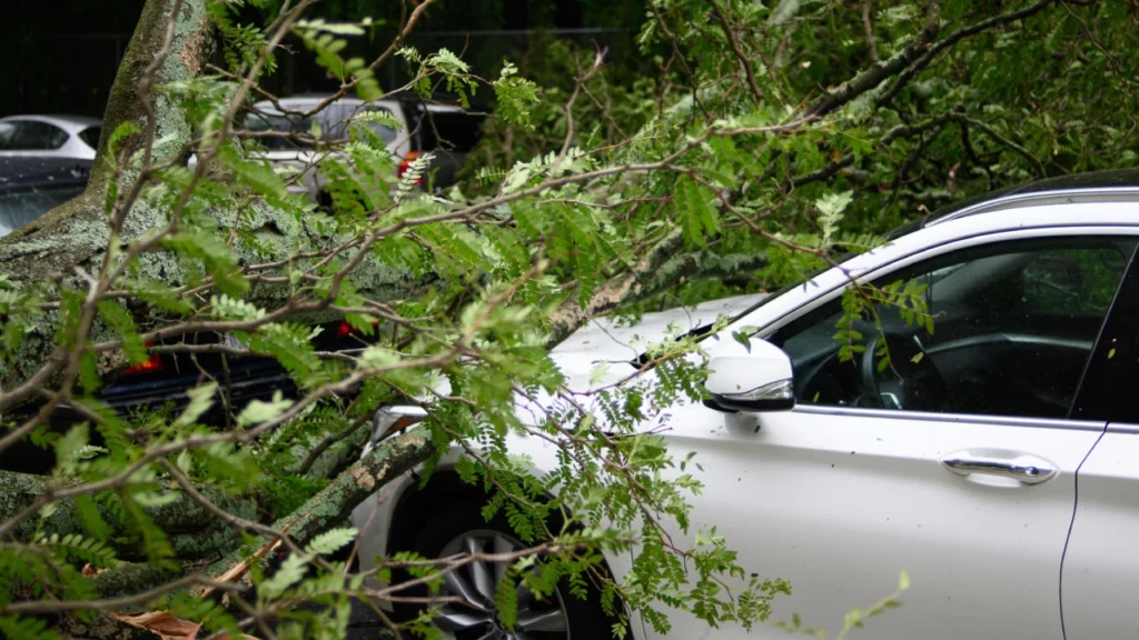 Furtuna Pia a ajuns în România! Cod Portocaliu de viscol și ninsori, vânt de 120km/h