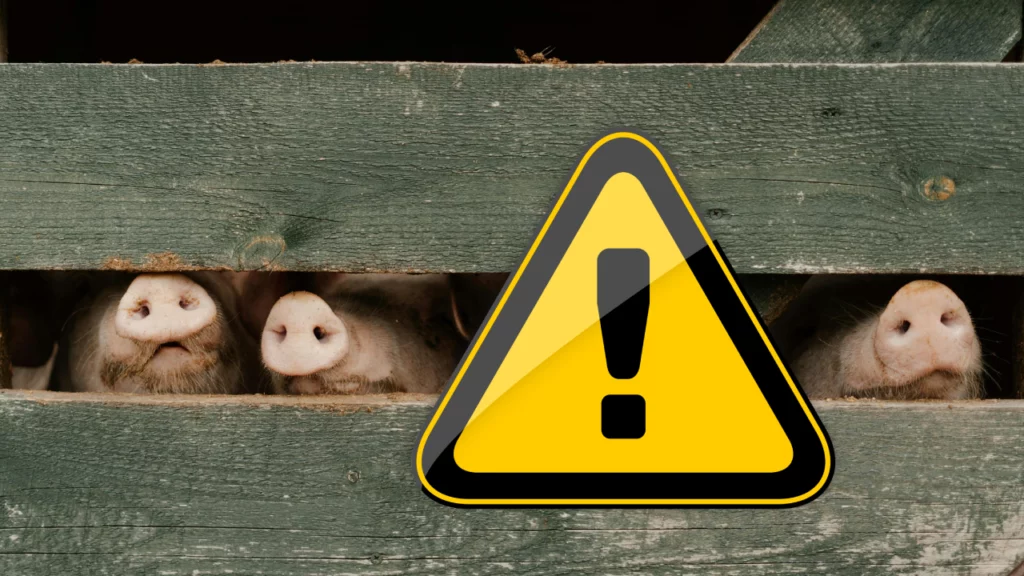 Fermierii români avertizează! Criza carnei de porc amenință securitatea alimentară